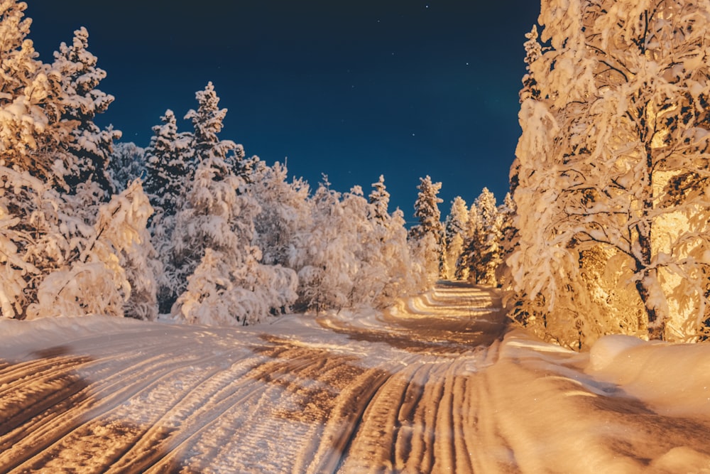 Kiefern mit Schnee bedeckt