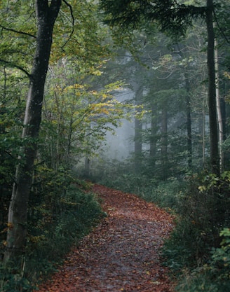 pathway in forest wallpaper