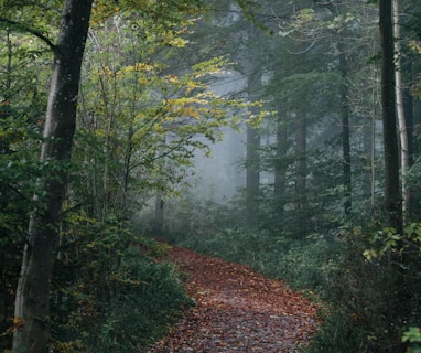 pathway in forest wallpaper