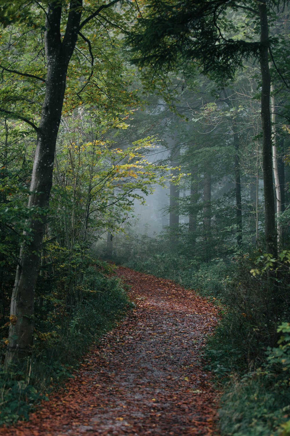 pathway in forest wallpaper