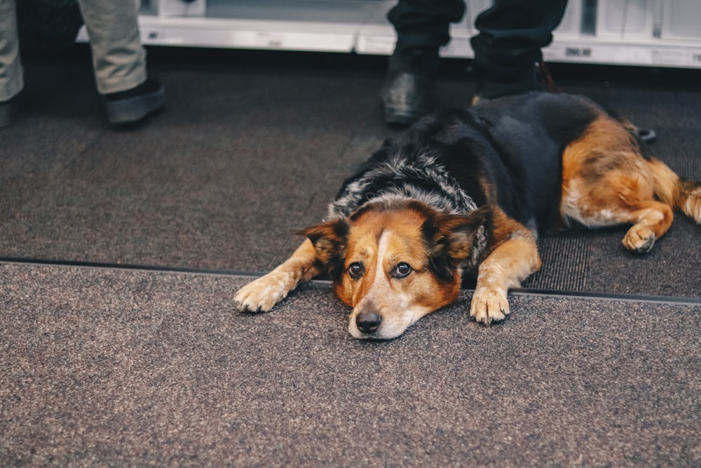 medium-coated black and brown dog lying on top of black mat