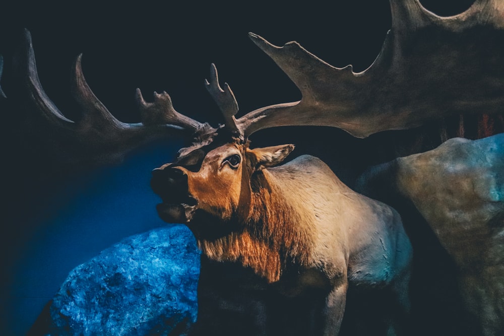 brown moose standing near rock painting