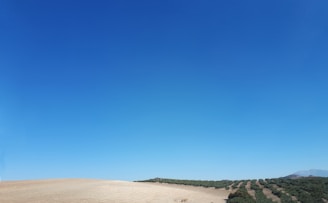 Empty plot of land surrounded by trees under a clear blue sky