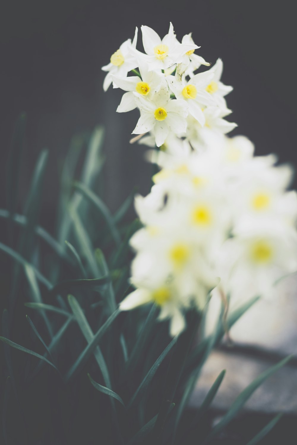 Fotografia a fuoco selettiva di fiori dai petali bianchi