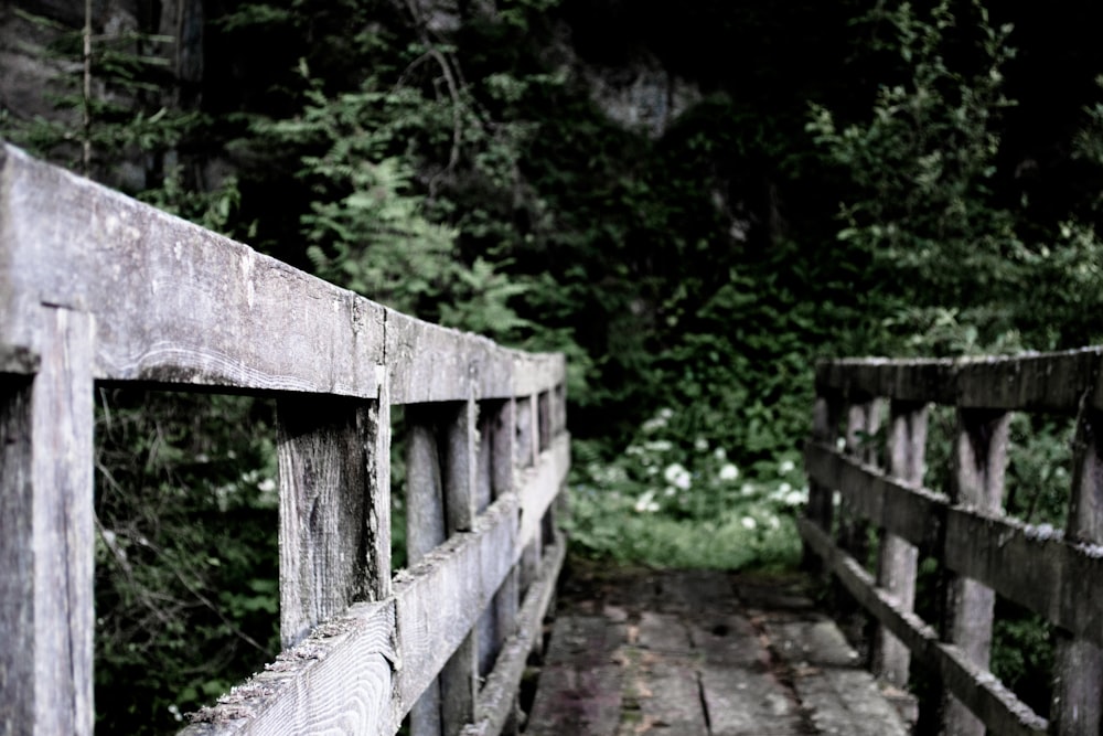 gray wooden suspension bridge beside green leafed plants during daytime