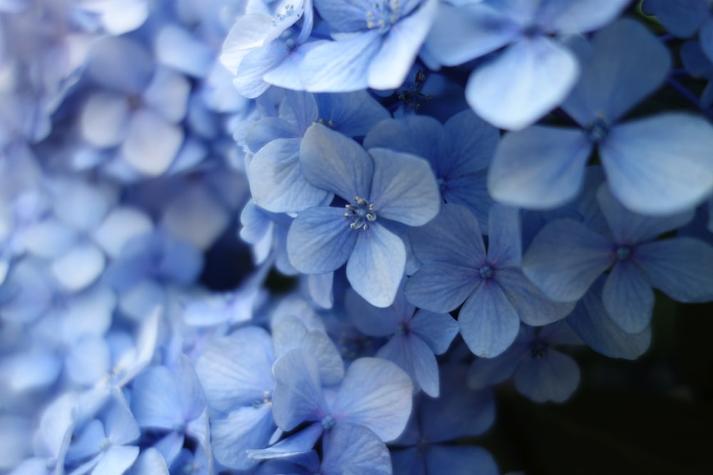 Foto de primer plano de flor de pétalos azules