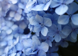 close up photo of blue petaled flower