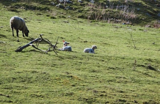 A farmer gently caring for a lamb in a green pasture.