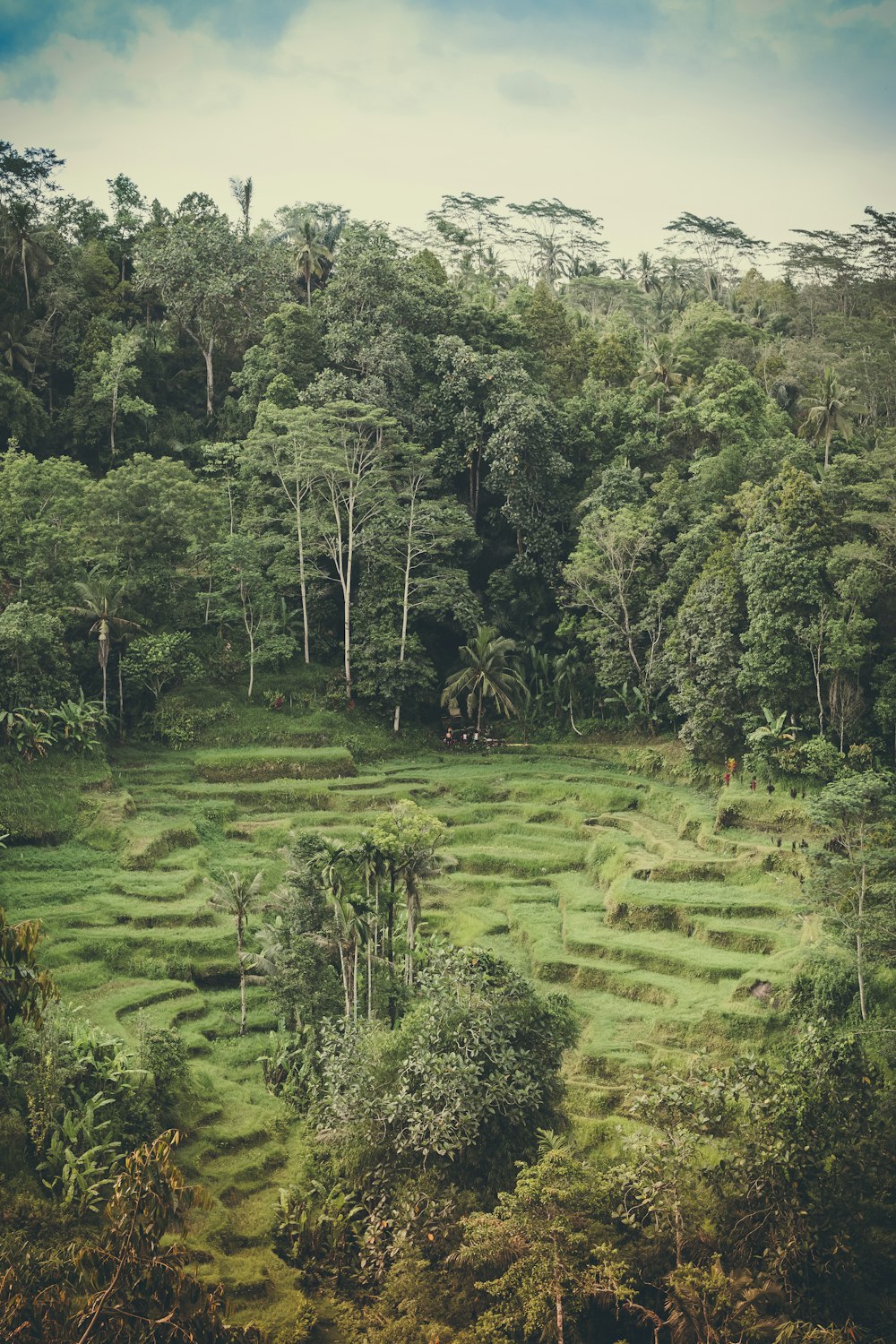 photo of green leaf trees