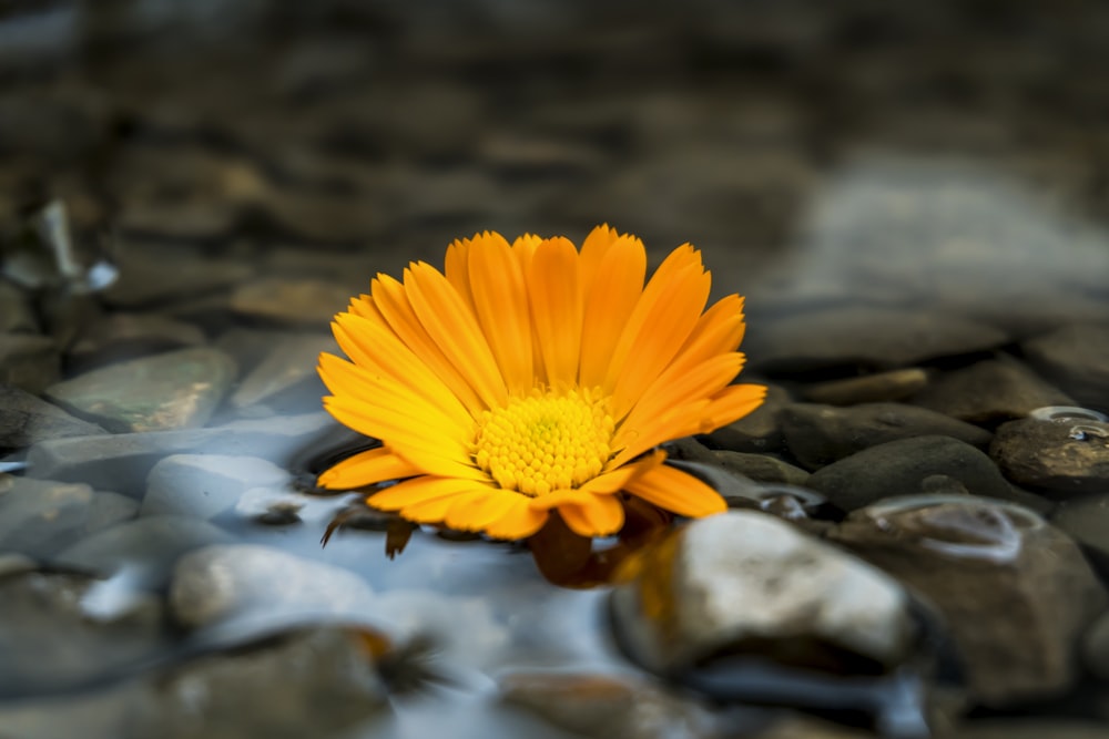 close up photography of orange gerbera daisy flower