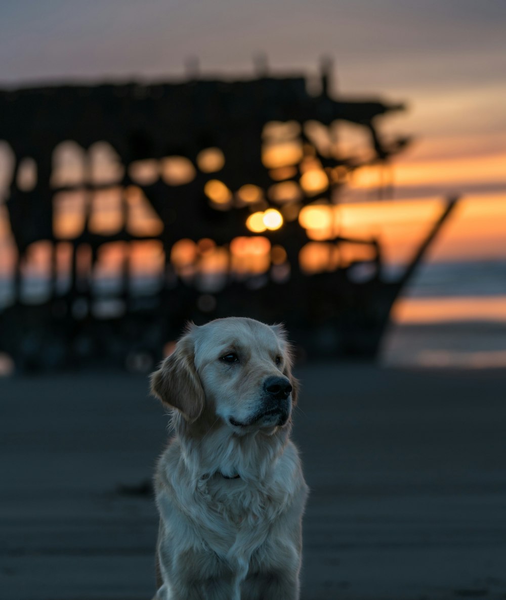 selective focus photography of adult golden retriever sitting on sand surface behind shipwreck golden hour photography