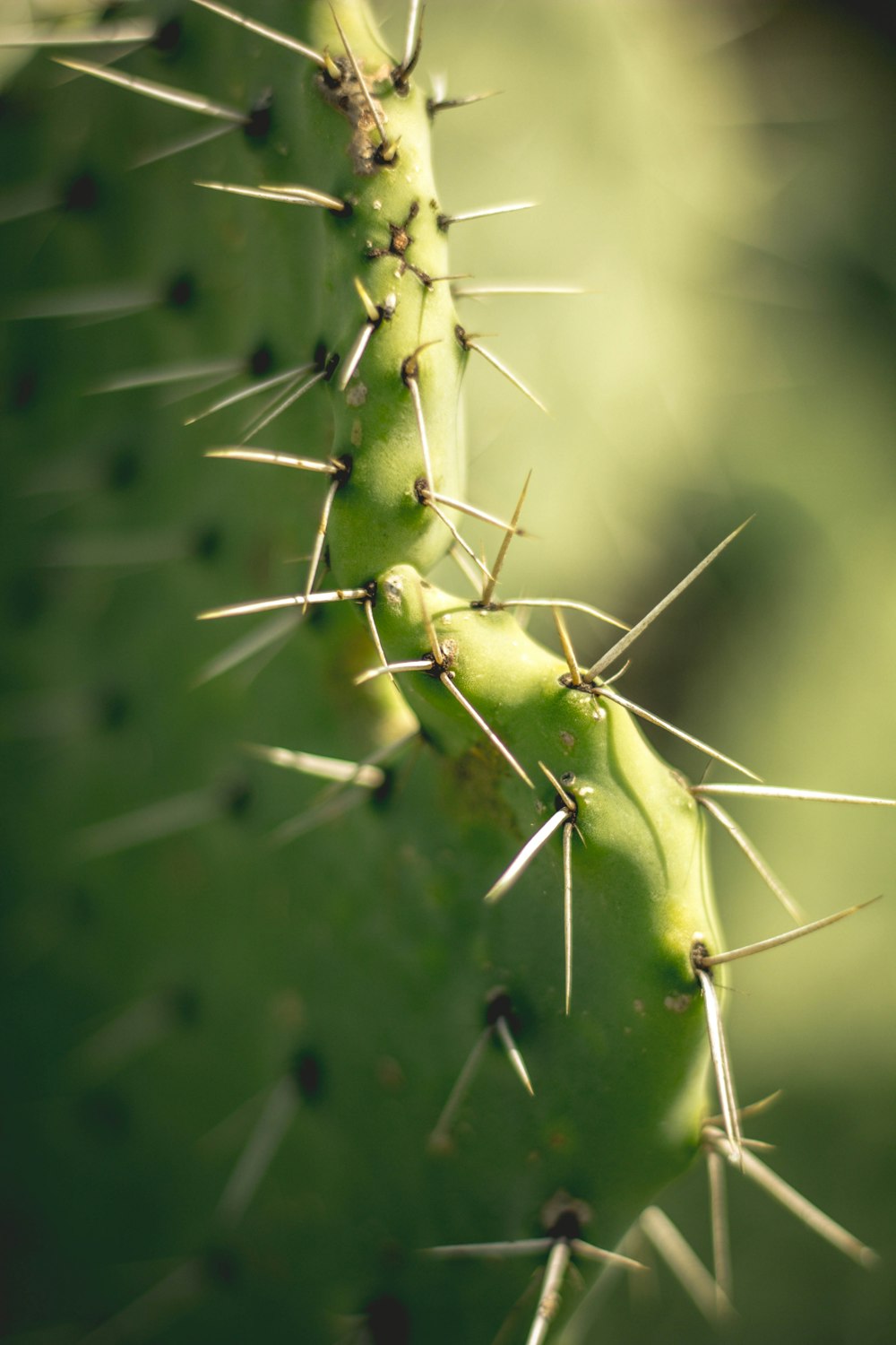 closeup photography of cactus