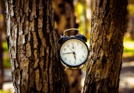 black analog alarm clock between two tree trunks