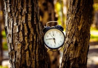 black analog alarm clock between two tree trunks