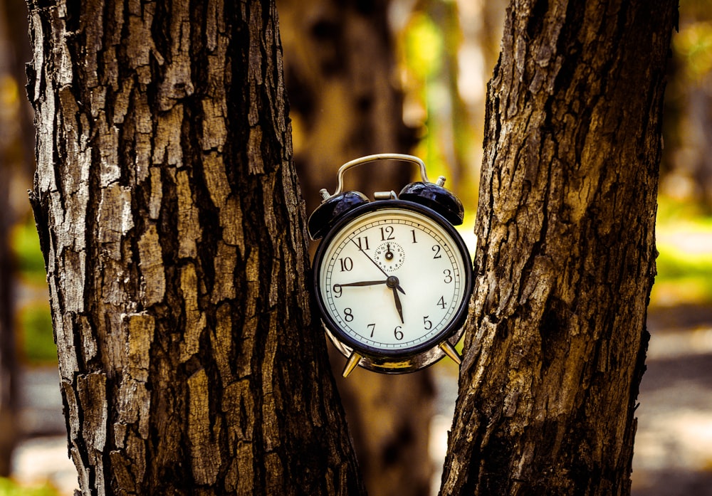 black analog alarm clock between two tree trunks