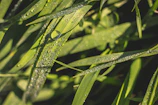 Close-up of olive oil droplets glistening on fresh green leaves in natural light.
