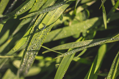 Close-up of olive oil droplets glistening on fresh green leaves in natural light.