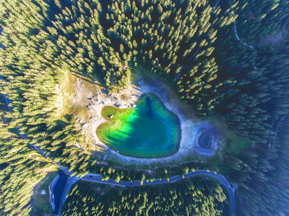 green swamp lake surrounded by trees