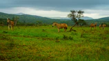 A herd of zebras grazing peacefully on the lush green plains.