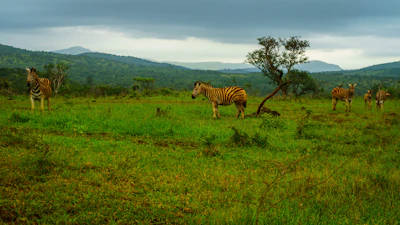 A herd of zebras grazing peacefully on the lush green plains.