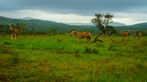 A stunning sunrise over the rolling plains of the Serengeti, with zebras grazing peacefully.