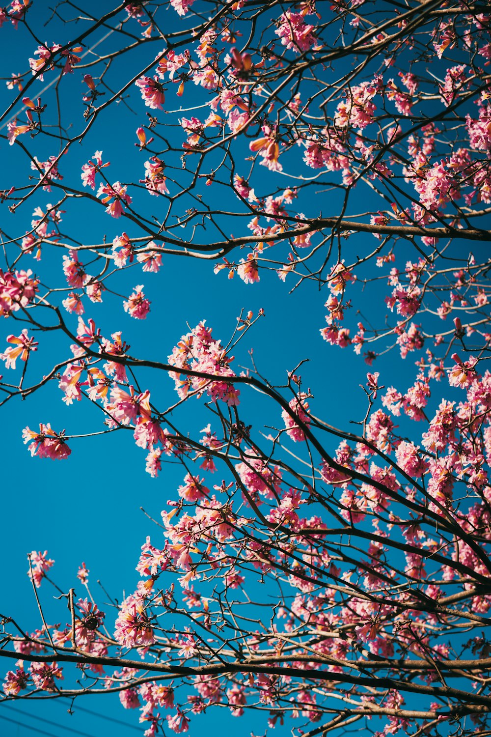 selective focus photography of pink petaled flowers