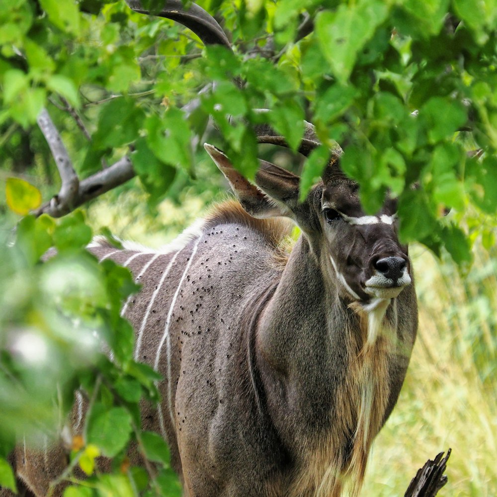 grey antelope near tree