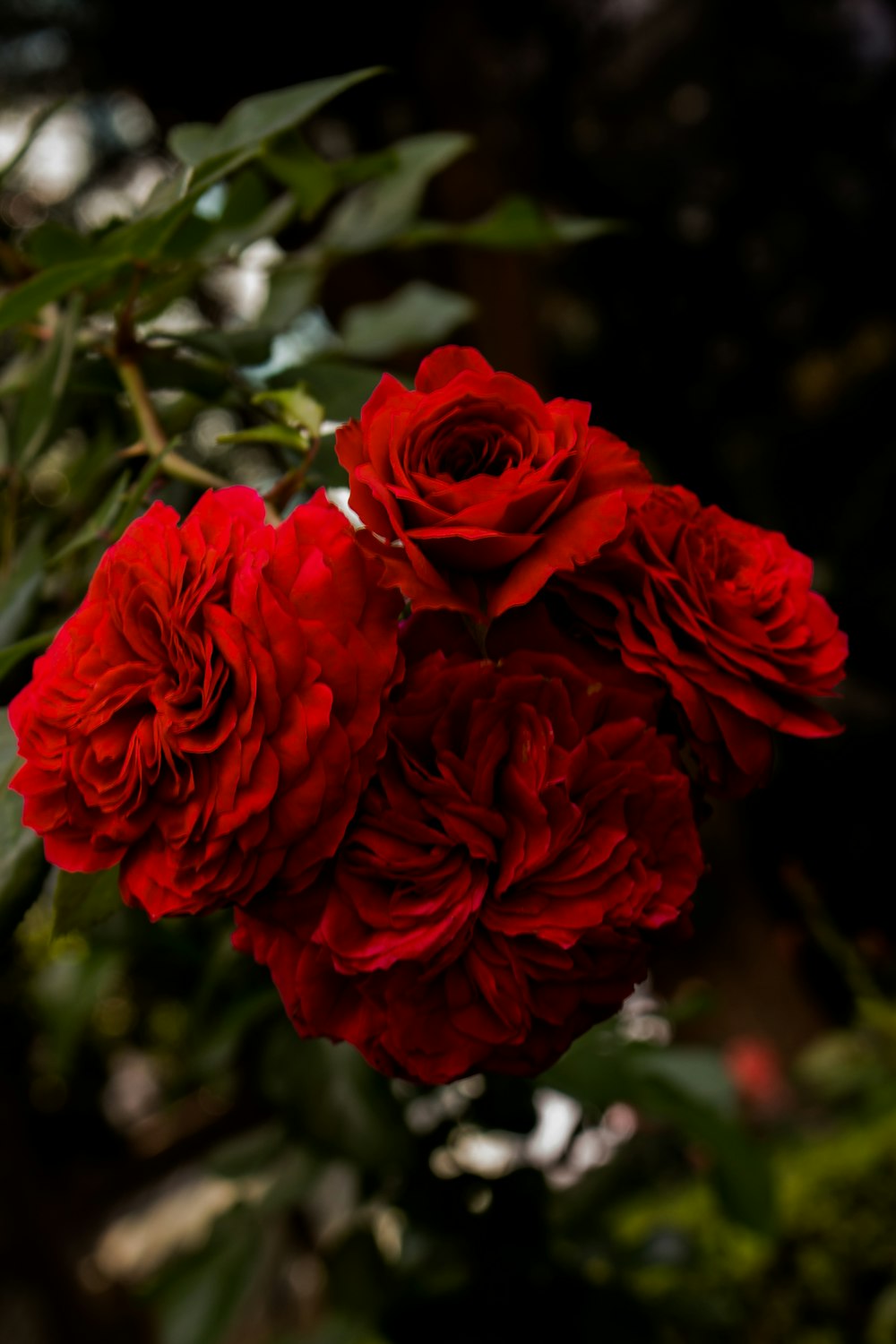 Fotografía de flores de pétalos rojos