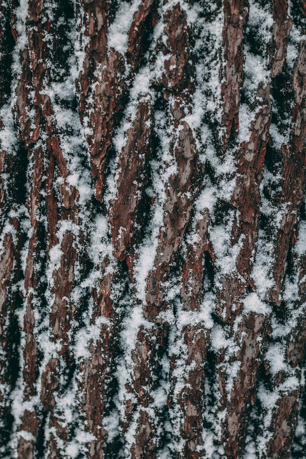 a close up of a snow covered tree trunk