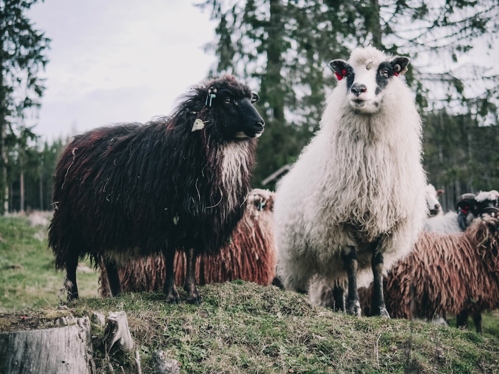 black and white sheep