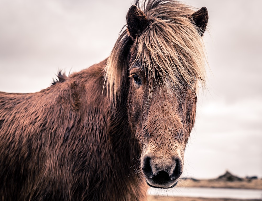 close-up photo of brown horse