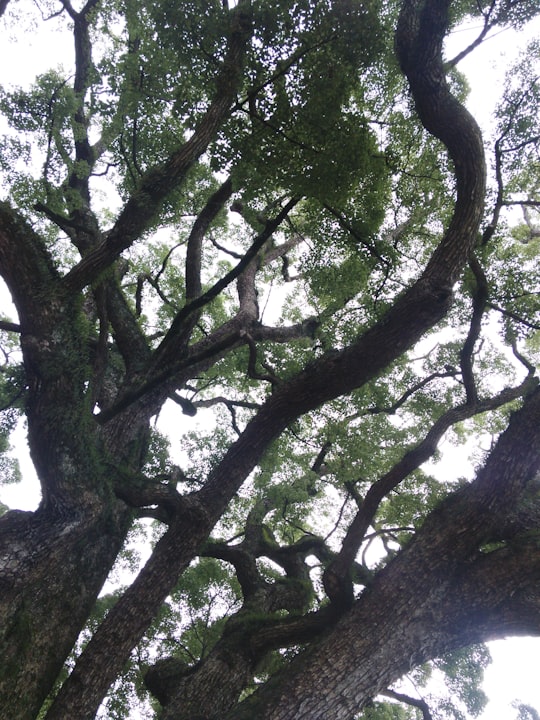 photo of Hiroshima Prefecture Temperate broadleaf and mixed forest near Itsukushima