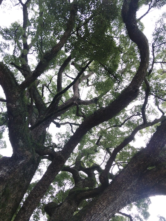 photo of Hiroshima Prefecture Temperate broadleaf and mixed forest near Itsukushima Shrine