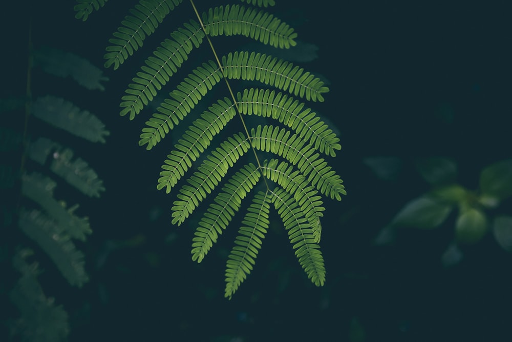 macro shot photography of green plant