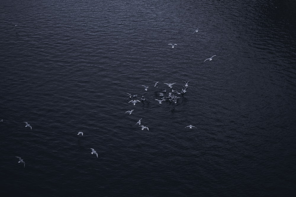 flock of seagull flying on ocean during daytime