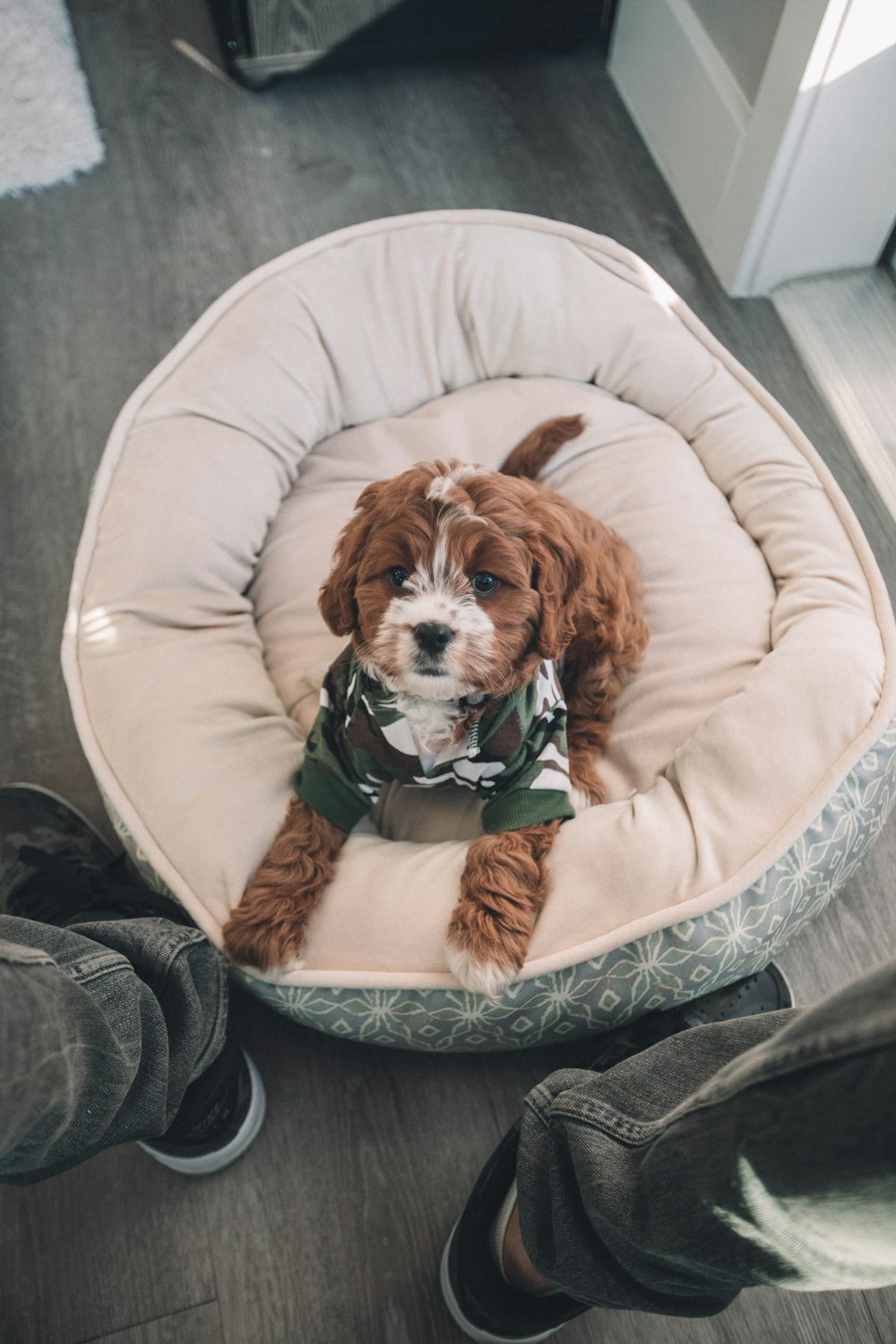 chien brun sur lit pour animaux de compagnie