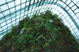 A modern greenhouse filled with vibrant green plants.