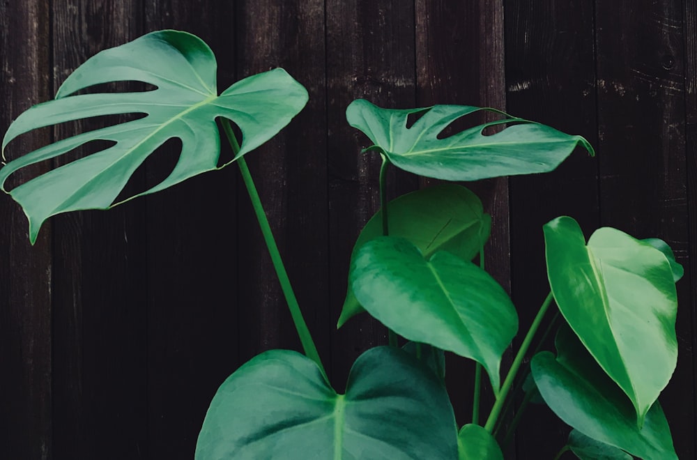 green leafed plant