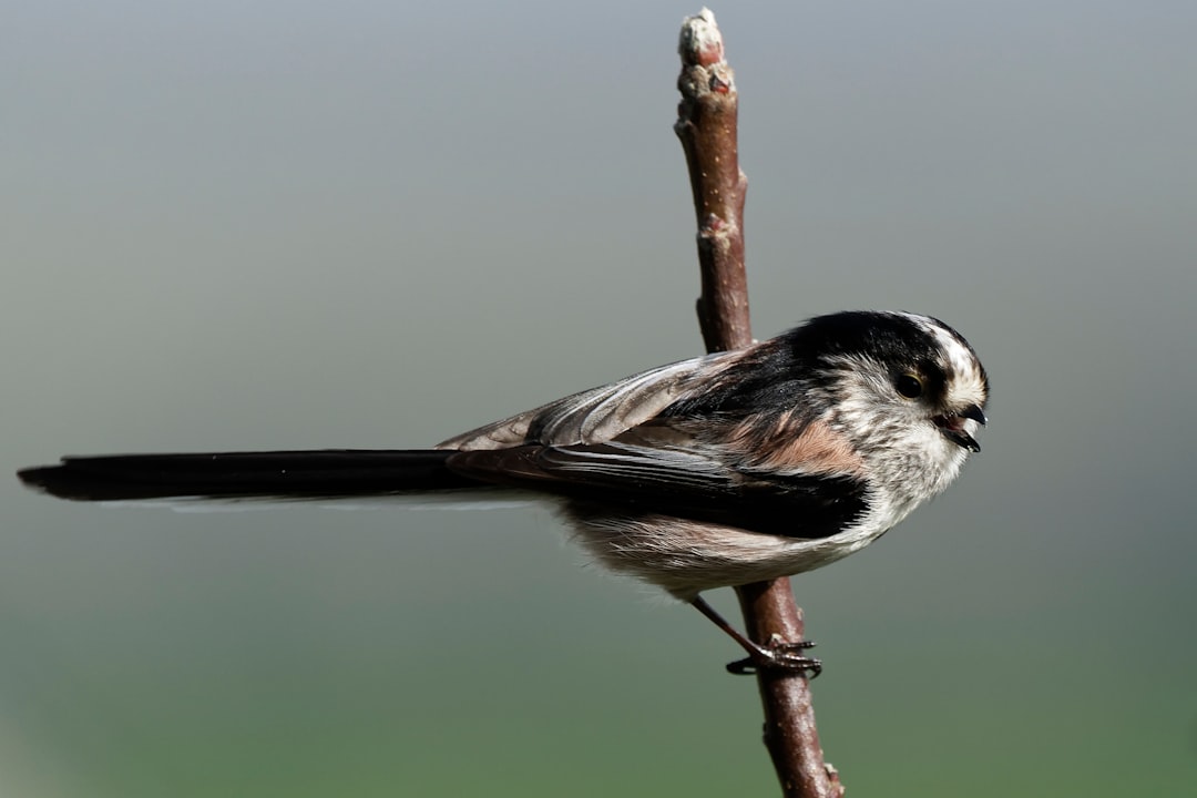 photo of Plouër-sur-Rance Wildlife near Mont Saint-Michel