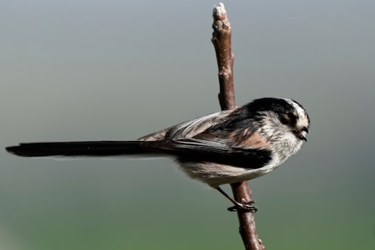 photo of Plouër-sur-Rance Wildlife near Mont-Saint-Michel Abbey