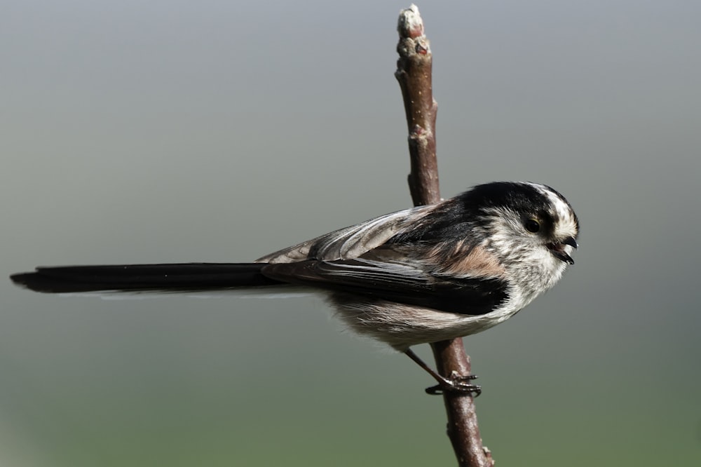 red and black bird on branch focus photography