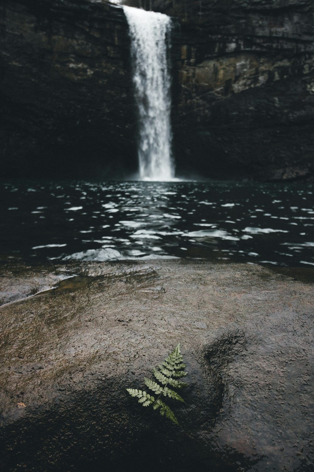 Hoja verde en roca mojada cerca del cuerpo de agua