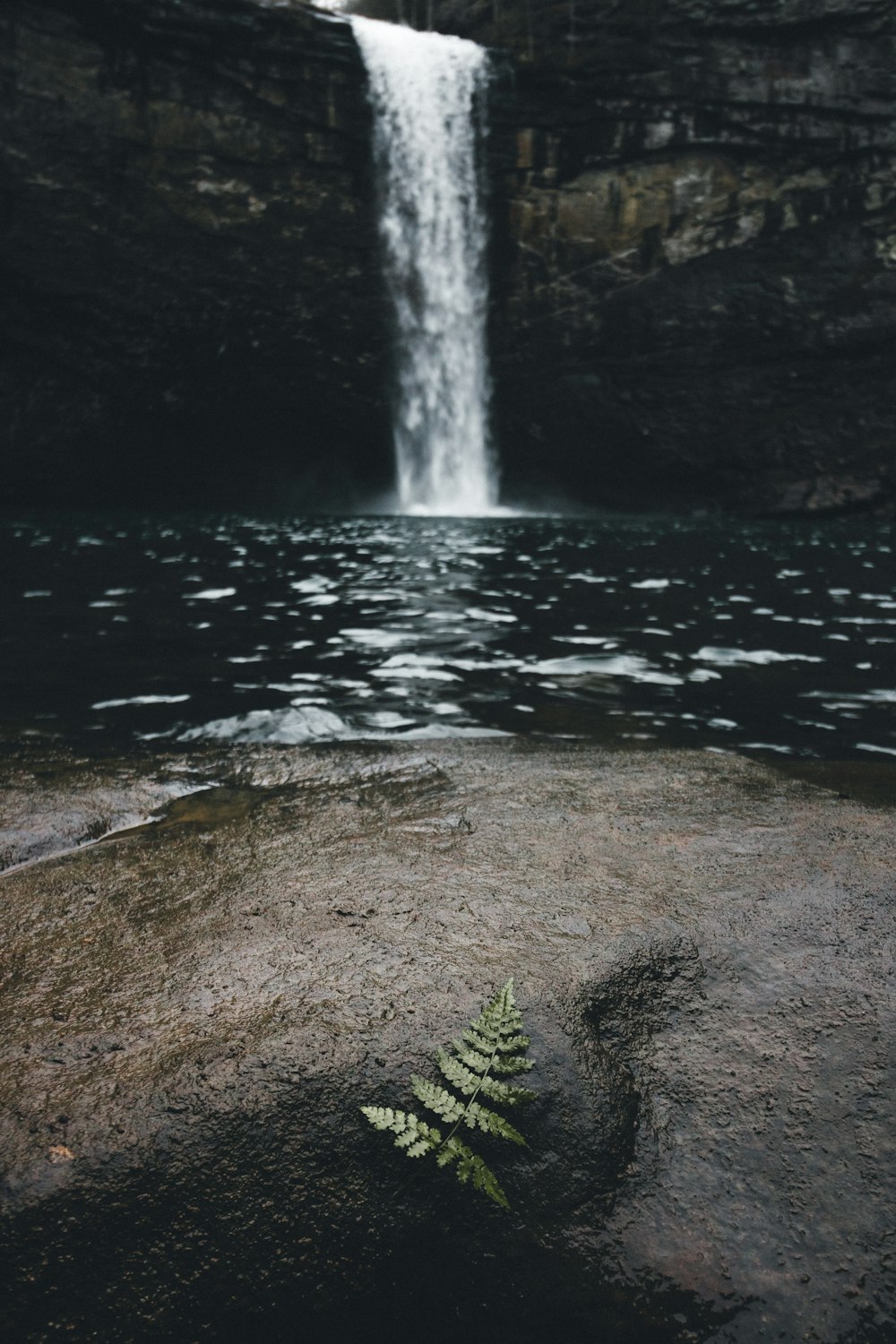 green leaf on wet rock near body of water