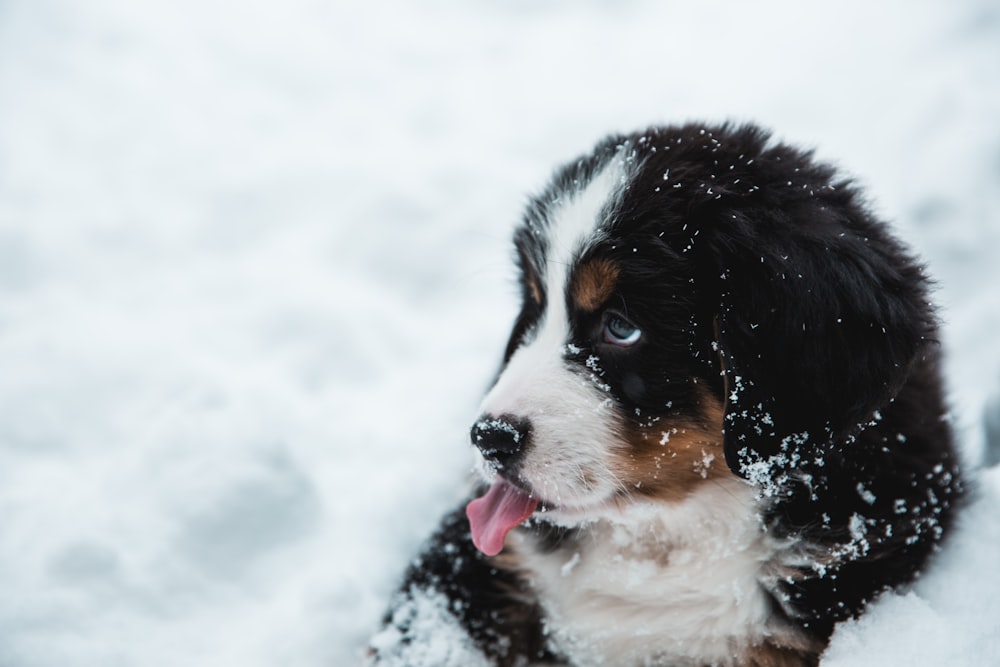 dog covered with snow