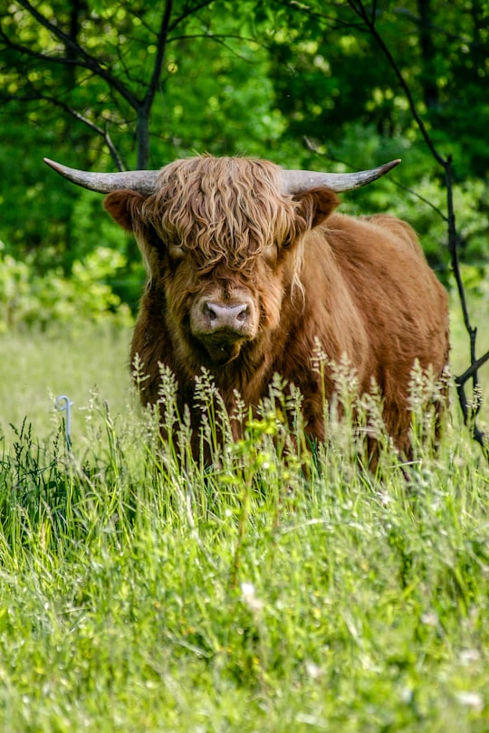 brown yak standing on green grass in Otsego United States