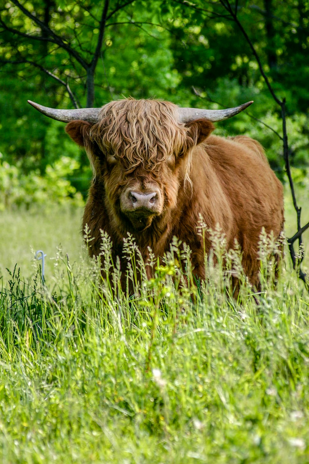 brown yak standing on green grass