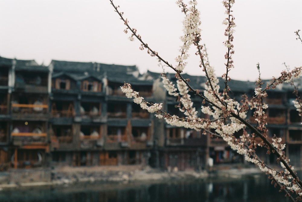 Fleurs d’arbre blanc sélective photo focale