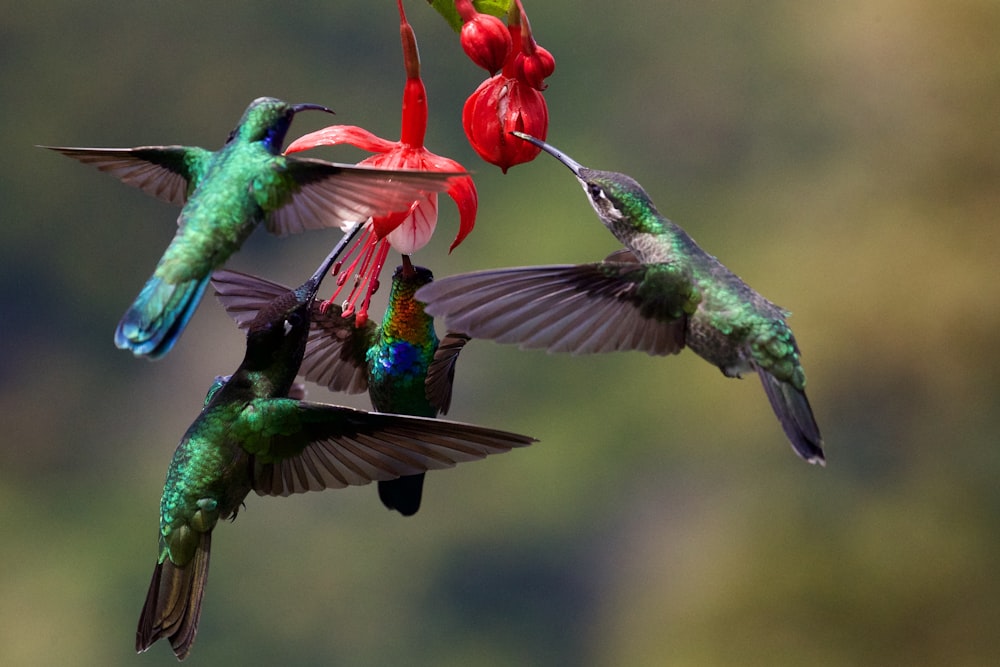 photo de mise au point sélective de quatre colibris verts avec des fleurs rouges