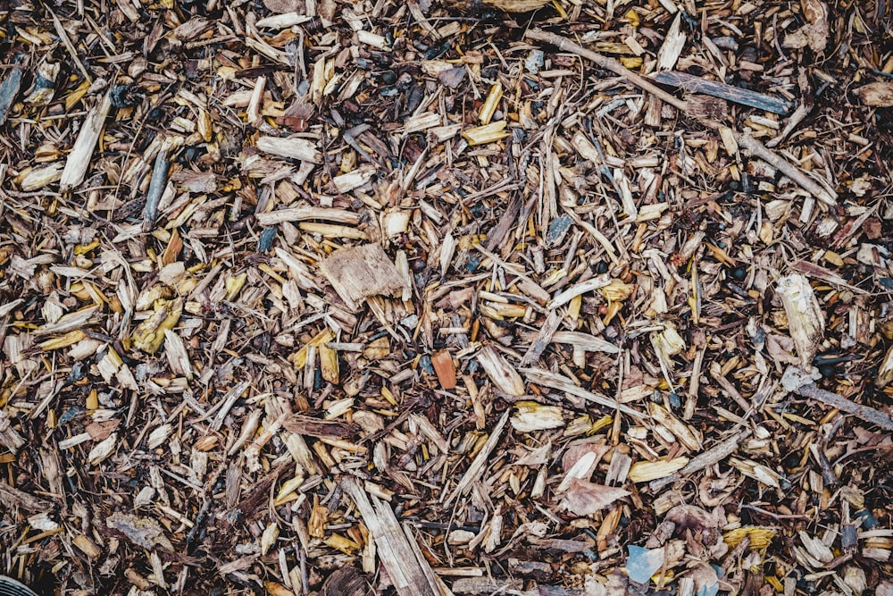 brown leaves