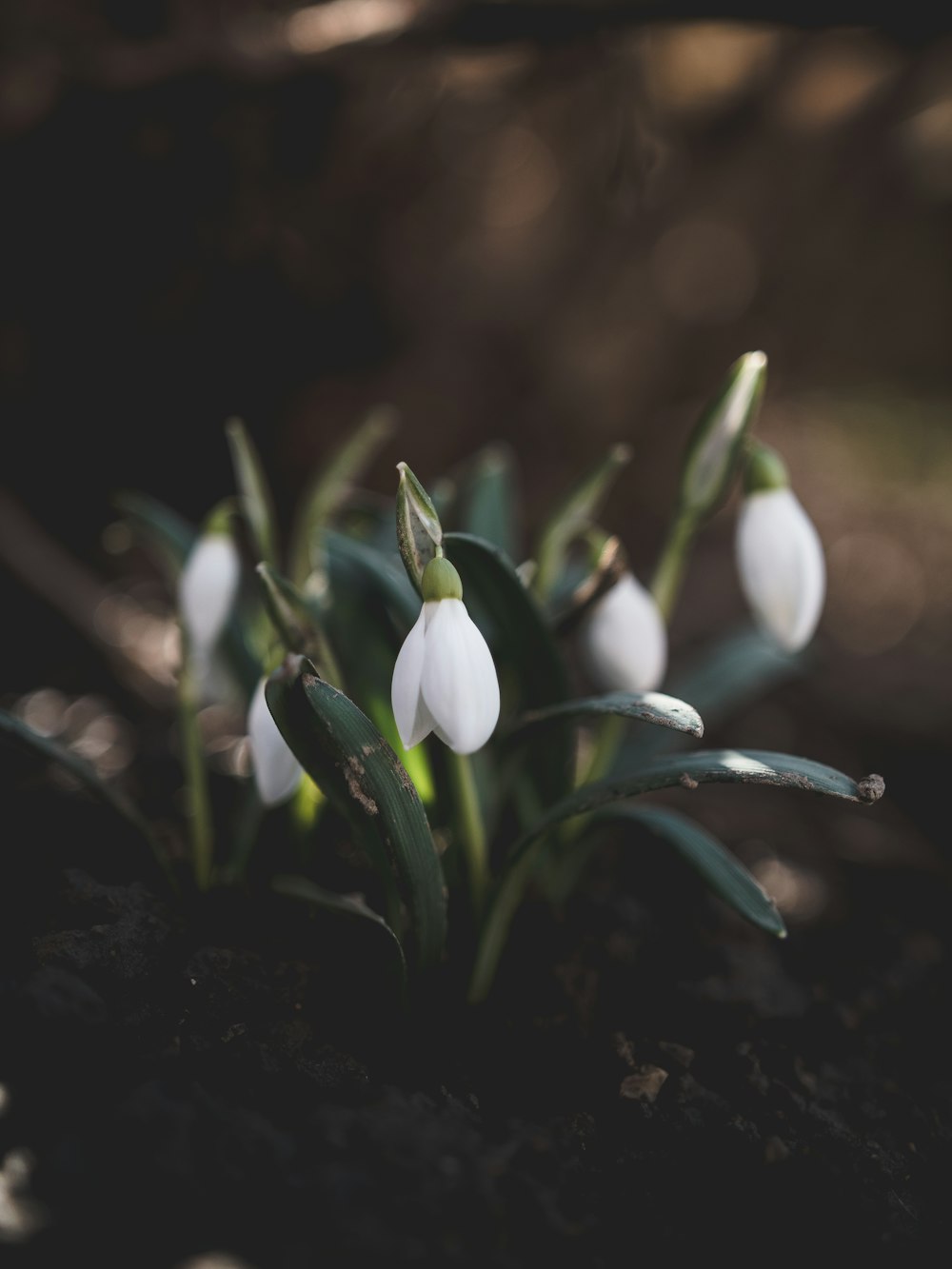 white flowers in shallow focus lens